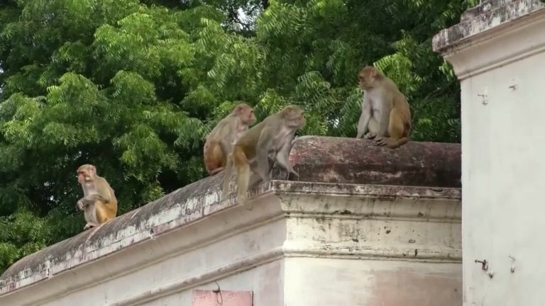 V Tádž Mahalu mají problém s opicemi. Napadají turisty